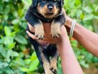 Rottweiler Pupies