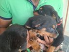 Rottweiler Pupies