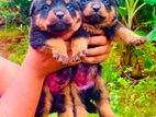 Rottweiler Puppies