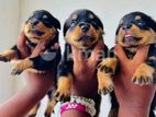Rottweiler Puppies