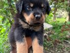 Rottweiler Puppy Male