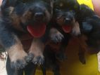 Rottweiler Puppies With Adult Male Dog (KASL)