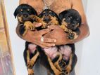 Rottweiler Puppies