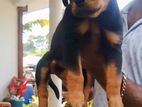 Rottweiler Puppies