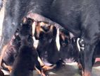Rottweiler Puppies