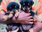 Rottweiler Puppies