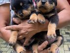 Rottweiler puppies