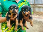 Rottweiler puppies
