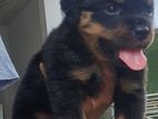 Rottweiler Puppies