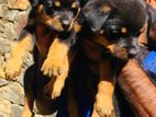 Rottweiler Puppies