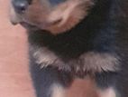 Rottweiler Puppies