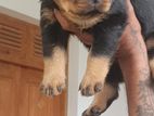 Rottweiler Puppies