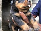 Rottweiler Puppies