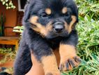 Rottweiler Puppies