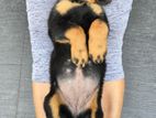 Rottweiler Puppies Female