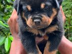 Rottweiler Puppies Female