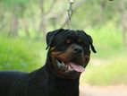 Rottweiler Puppies