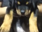 Rottweiler Puppy