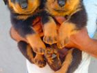 Rottweiler Puppies