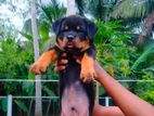 Rottweiler Puppies