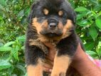 Rottweiler Puppies