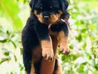 Rottweiler Puppies