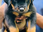 Rottweiler Puppies