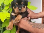 Rottweiler Puppies
