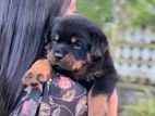 Rottweiler Puppies