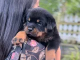 Rottweiler Puppies