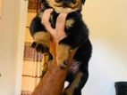 Rottweiler Puppies