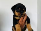 Rottweiler Puppies