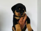Rottweiler Puppies