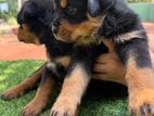 Rottweiler Puppies