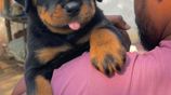 Rottweiler Puppies