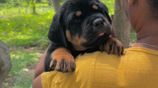 Rottweiler Puppies