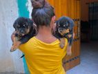 Rottweiler Puppies
