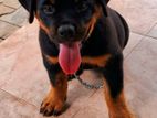 Rottweiler Puppies