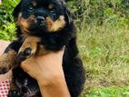 Rottweiler Puppies