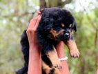 Rottweiler Puppies