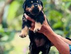 Rottweiler Puppies
