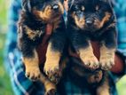 Rottweiler Puppies