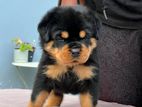 Rottweiler Puppies