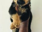 Rottweiler Puppies