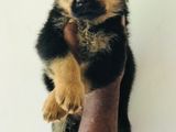 Rottweiler Puppies
