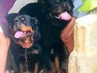 Rottweiler Puppies
