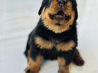 Rottweiler Puppies