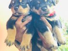 Rottweiler Puppies
