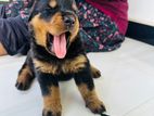 Rottweiler Puppies