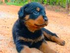 Rottweiler Puppies